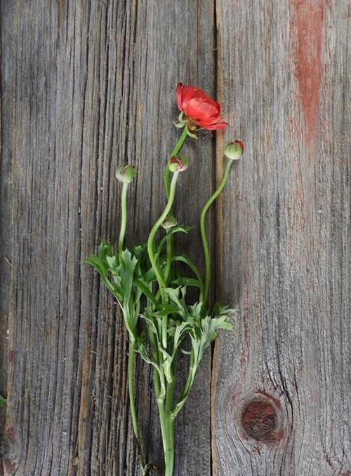 RED RANUNCULUS